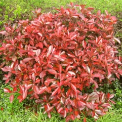 Roots Plants Photinia Red Robin All Shrubs 15 Roots Plants Photinia Red Robin All Shrubs