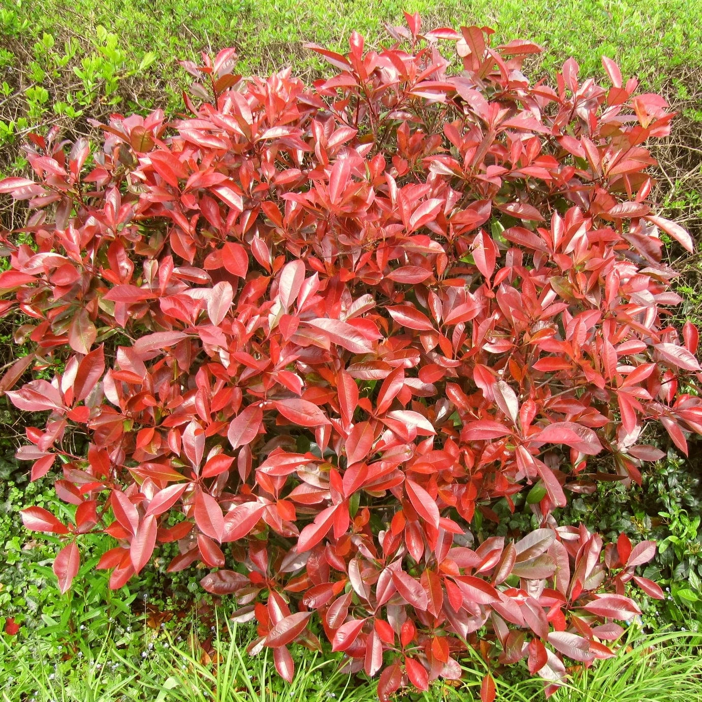 Roots Plants Photinia Red Robin All Shrubs 4 Roots Plants Photinia Red Robin All Shrubs