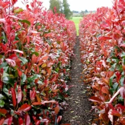 Roots Plants Photinia Red Robin All Shrubs 19 Roots Plants Photinia Red Robin All Shrubs
