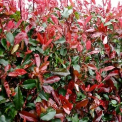 Roots Plants Photinia Red Robin All Shrubs 20 Roots Plants Photinia Red Robin All Shrubs