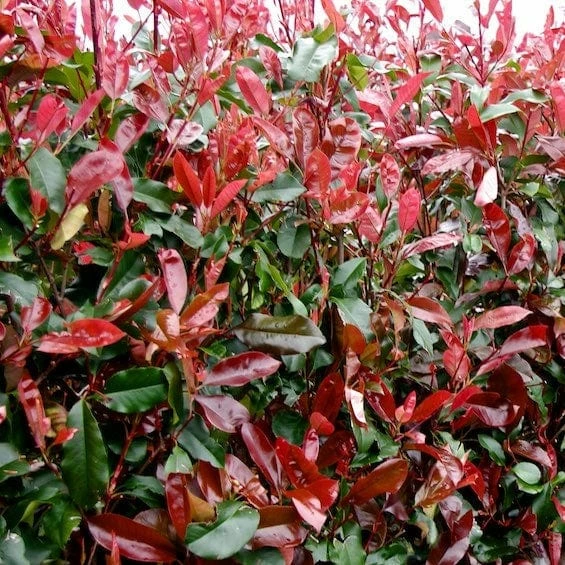 Roots Plants Photinia Red Robin All Shrubs 9 Roots Plants Photinia Red Robin All Shrubs