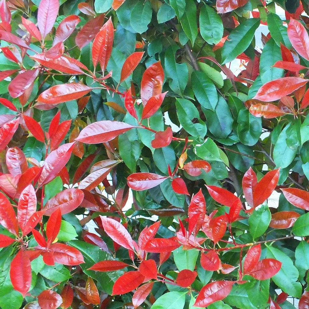 Roots Plants Photinia Red Robin All Shrubs 11 Roots Plants Photinia Red Robin All Shrubs