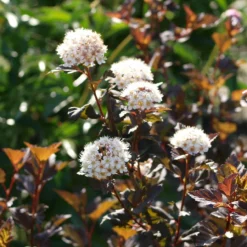 Roots Plants Physocarpus Diabolo