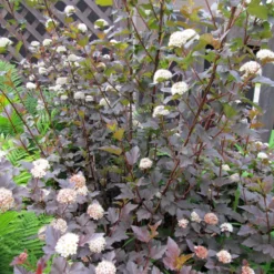 Roots Plants Physocarpus Diabolo