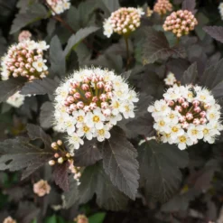 Roots Plants Physocarpus Diabolo