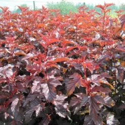 Roots Plants Physocarpus Diabolo