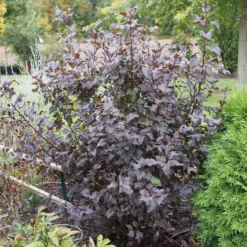 Roots Plants Physocarpus Diabolo