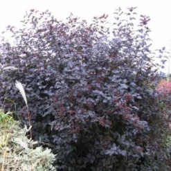 Roots Plants Physocarpus Diabolo