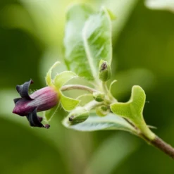 Roots Plants Pittosporum Golden Ball