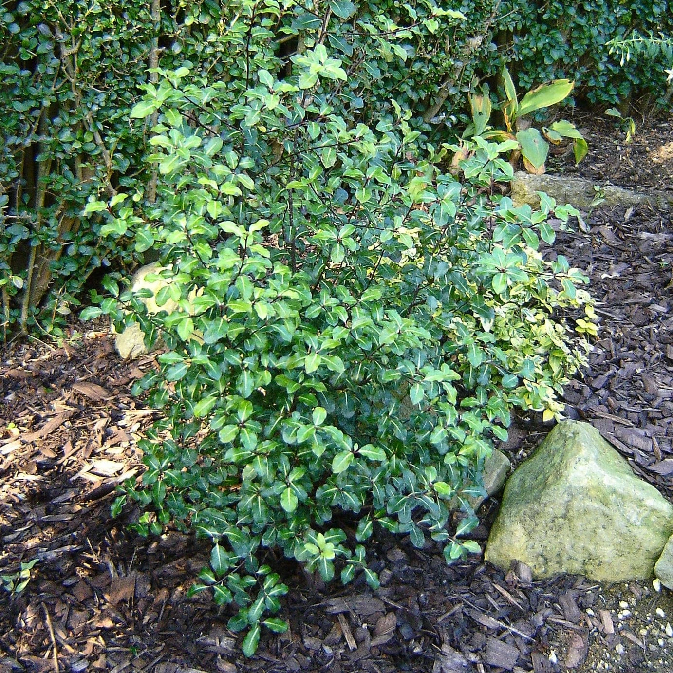 Roots Plants Pittosporum Silver Ball 3 Roots Plants Pittosporum Silver Ball