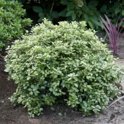 Roots Plants Pittosporum Silver Ball