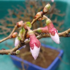 Roots Plants Prunus Kojo-no-mai