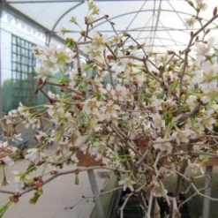 Roots Plants Prunus Kojo-no-mai