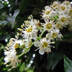 Roots Plants Prunus Lusitanica Angustifolia 14 Roots Plants Prunus Lusitanica Angustifolia