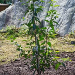 Roots Plants Prunus Lusitanica Angustifolia 15 Roots Plants Prunus Lusitanica Angustifolia