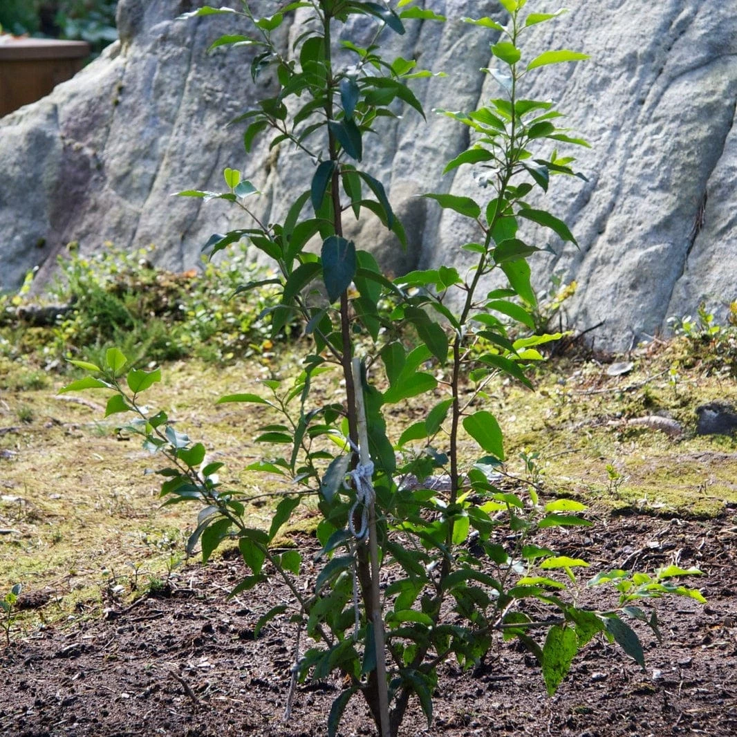 Roots Plants Prunus Lusitanica Angustifolia 7 Roots Plants Prunus Lusitanica Angustifolia