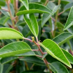 Roots Plants Prunus Lusitanica Angustifolia 16 Roots Plants Prunus Lusitanica Angustifolia