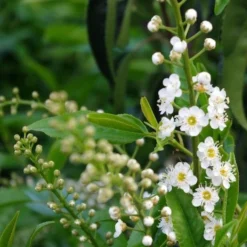 Roots Plants Prunus Lusitanica Angustifolia 17 Roots Plants Prunus Lusitanica Angustifolia