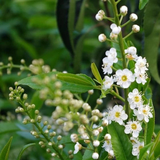Roots Plants Prunus Lusitanica Angustifolia 9 Roots Plants Prunus Lusitanica Angustifolia