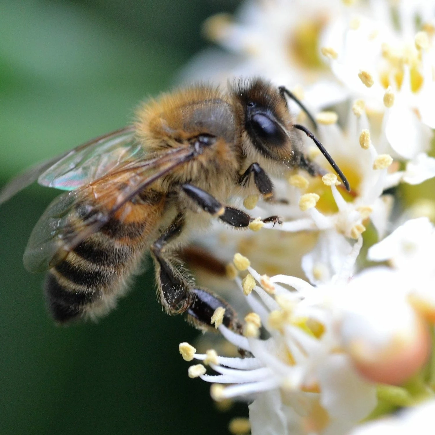 Roots Plants Prunus Lusitanica Angustifolia 10 Roots Plants Prunus Lusitanica Angustifolia