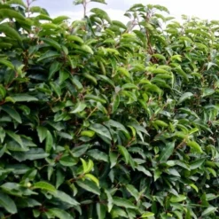 Roots Plants Prunus Lusitanica Angustifolia 19 Roots Plants Prunus Lusitanica Angustifolia