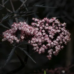 Roots Plants All Shrubs Black Elderberry | Sambucus Black Lace