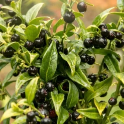Roots Plants All Shrubs Sweet Box | Sarcococca Confusa