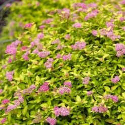 Roots Plants Spiraea Japonica Magic Carpet All Shrubs
