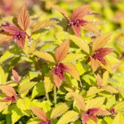 Roots Plants Spiraea Japonica Magic Carpet All Shrubs