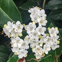 Roots Plants Best Plants For Pots & Containers Viburnum Tinus