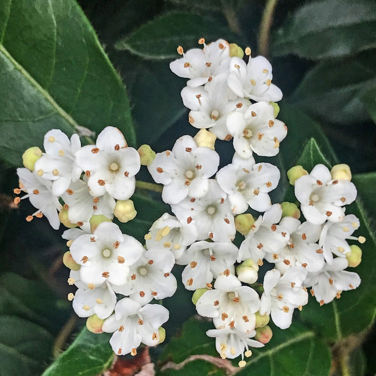 Roots Plants Best Plants For Pots & Containers Viburnum Tinus 4 Roots Plants Best Plants For Pots & Containers Viburnum Tinus