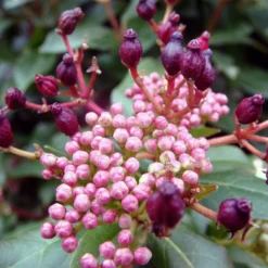 Roots Plants Best Plants For Pots & Containers Viburnum Tinus 13 Roots Plants Best Plants For Pots & Containers Viburnum Tinus