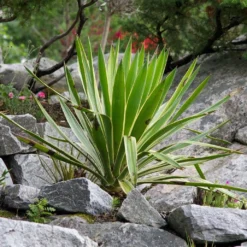 Roots Plants All Shrubs Yucca Gloriosa Variegata