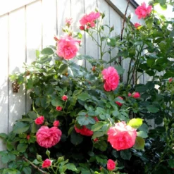 Roots Plants Climbing Rose 'Antike' | 4.5L Pot