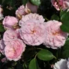 Roots Plants Shrub Rose 'Blush Winterjewel' | 4.5L Pot 1 Roots Plants Shrub Rose 'Blush Winterjewel' | 4.5L Pot