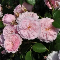 Roots Plants Shrub Rose 'Blush Winterjewel' | 4.5L Pot