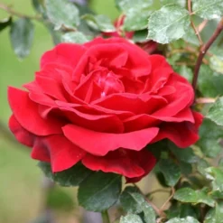 Roots Plants Shrub Rose 'Don Juan' | 4.5L Pot 9 Roots Plants Shrub Rose 'Don Juan' | 4.5L Pot