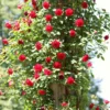 Roots Plants Shrub Rose 'Don Juan' | 4.5L Pot 1 Roots Plants Shrub Rose 'Don Juan' | 4.5L Pot