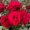 Roots Plants Rose Bushes Shrub Rose 'Draga Frayla®' | 4.5L Pot 1 Roots Plants Rose Bushes Shrub Rose 'Draga Frayla®' | 4.5L Pot