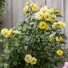 Roots Plants Climbing Rose 'Golden Showers' | 4.5L Pot Rose Bushes 2 Roots Plants Climbing Rose 'Golden Showers' | 4.5L Pot Rose Bushes