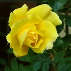 Roots Plants Climbing Rose 'Golden Showers' | 4.5L Pot Rose Bushes