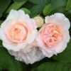 Roots Plants Shrub Rose 'Clair Renaissance®' | 4.5L Pot Rose Bushes 1 Roots Plants Shrub Rose 'Clair Renaissance®' | 4.5L Pot Rose Bushes