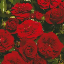 Roots Plants Climbing Rose 'Farruca Courtyard®' | 4.5L Pot