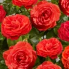 Roots Plants Rose Bushes Climbing Rose 'Liwa Courtyard®' | 4.5L Pot 1 Roots Plants Rose Bushes Climbing Rose 'Liwa Courtyard®' | 4.5L Pot