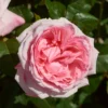 Roots Plants Shrub Rose 'Marlis Renaissance®' | 4.5L Pot 1 Roots Plants Shrub Rose 'Marlis Renaissance®' | 4.5L Pot