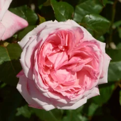 Roots Plants Shrub Rose 'Marlis Renaissance®' | 4.5L Pot