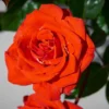 Roots Plants Rose Bushes Shrub Rose 'Odelia Renaissance®' | 4.5L Pot 1 Roots Plants Rose Bushes Shrub Rose 'Odelia Renaissance®' | 4.5L Pot