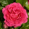 Roots Plants Climbing Rose 'Pasillo Courtyard®' | 4.5L Pot 2 Roots Plants Climbing Rose 'Pasillo Courtyard®' | 4.5L Pot