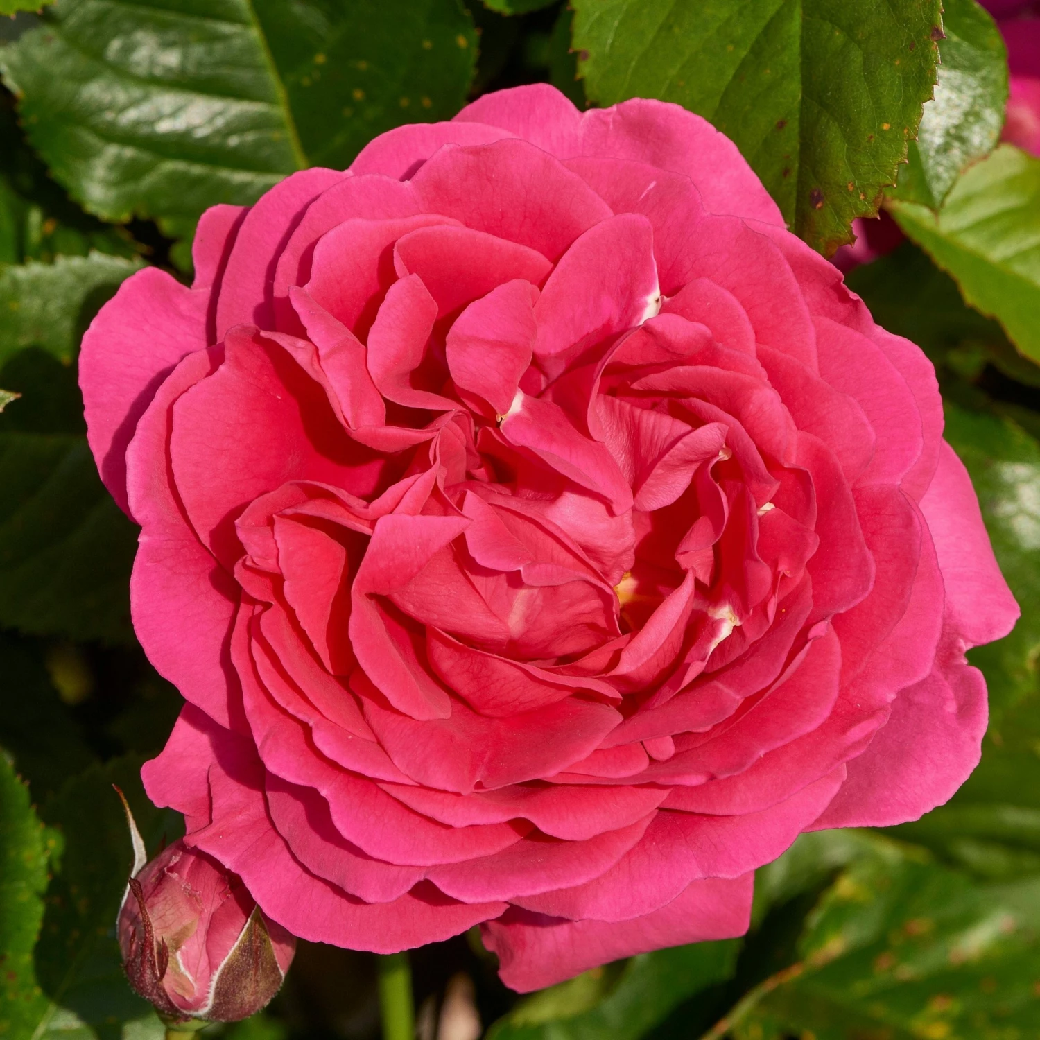 Roots Plants Climbing Rose 'Pasillo Courtyard®' | 4.5L Pot 3 Roots Plants Climbing Rose 'Pasillo Courtyard®' | 4.5L Pot