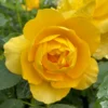 Roots Plants Shrub Rose 'Isidora Frayla®' | 4.5L Pot 2 Roots Plants Shrub Rose 'Isidora Frayla®' | 4.5L Pot